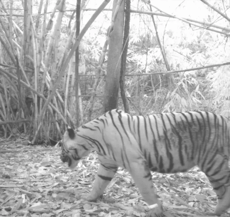 Tiger spotted in tiger at night on camera trap - first time in four years in Western Thailand