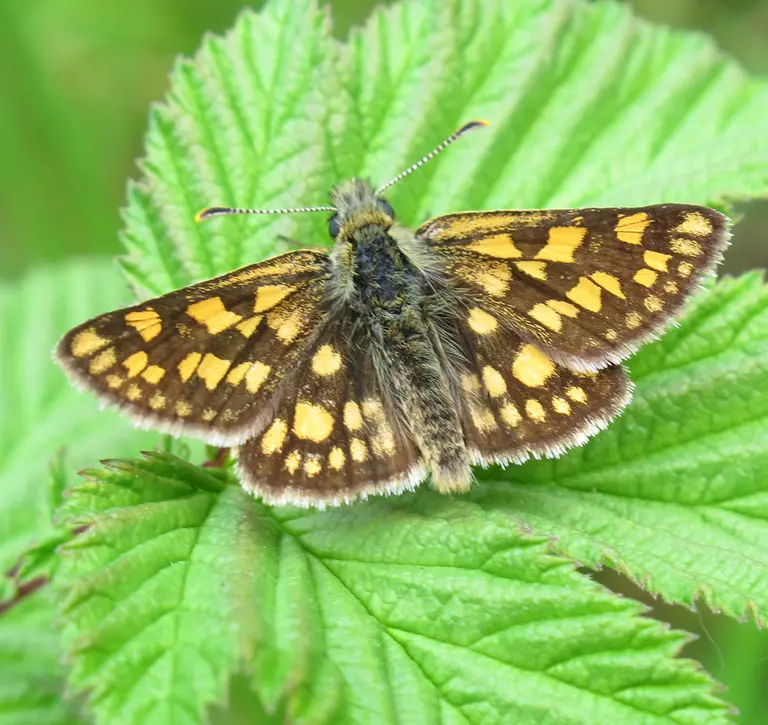 Chequered Skipper butterfly on a leaf