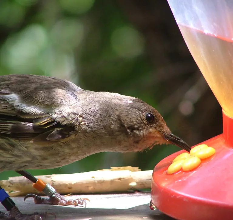 Female hihi feeding at a bird feeder