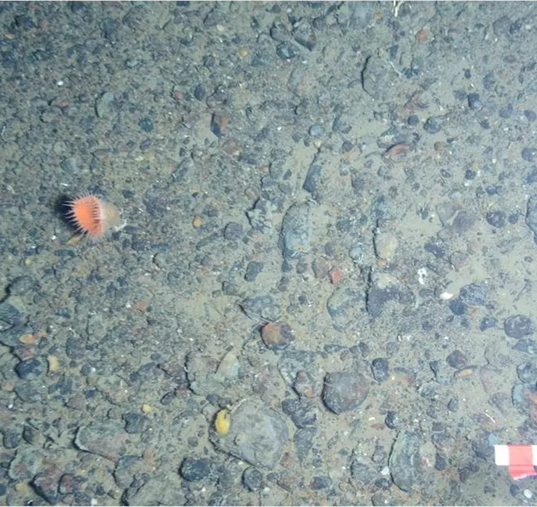 Benthic Image of West Greenland - Before Labelling