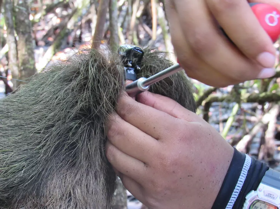 conservationists attaching gps collars to the animals