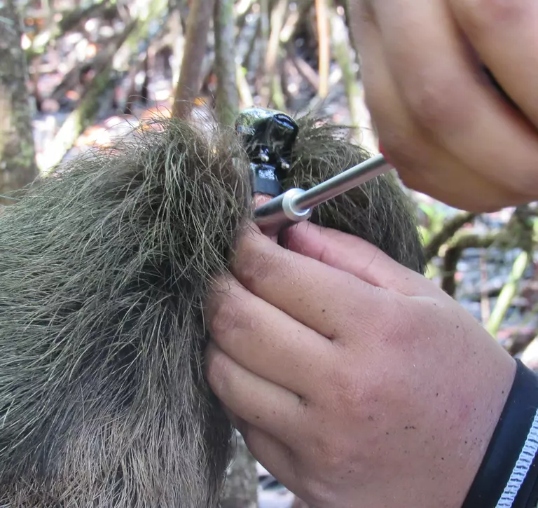 conservationists attaching gps collars to the animals