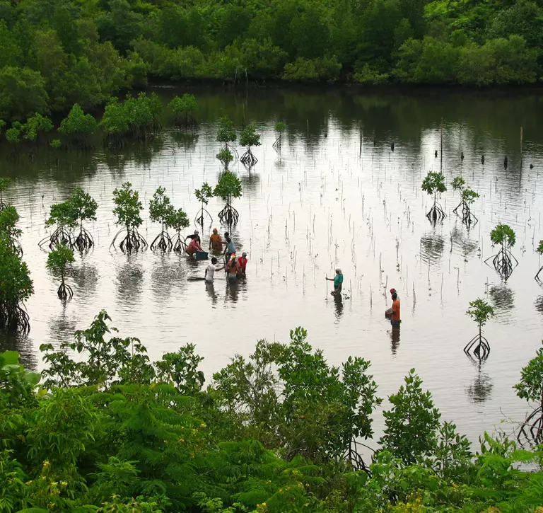 Mangrove forest planting 