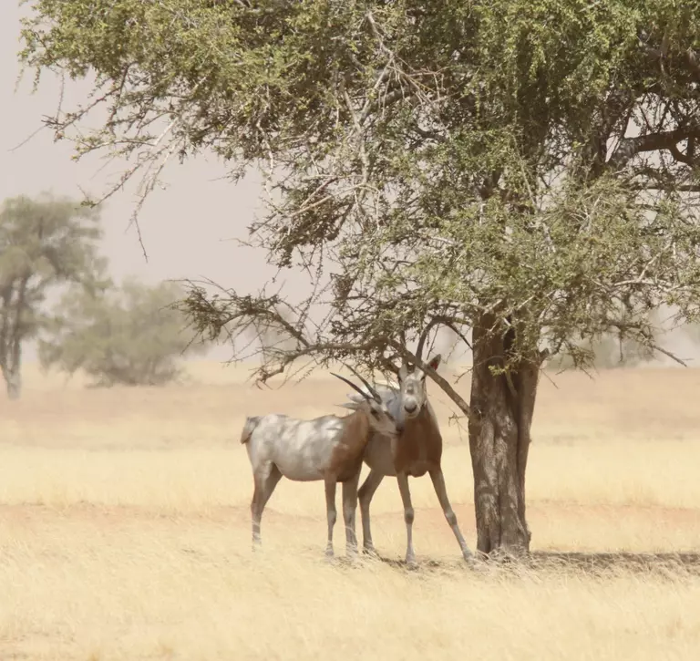 Mother and calf oryx in the wild from Aug 2016 release 