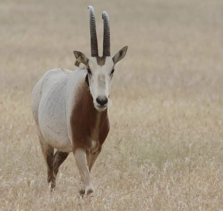 Scimiter-horned oryx in Chad