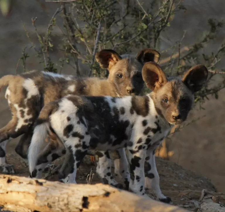 African wild dog puppies in Zimbabwe 