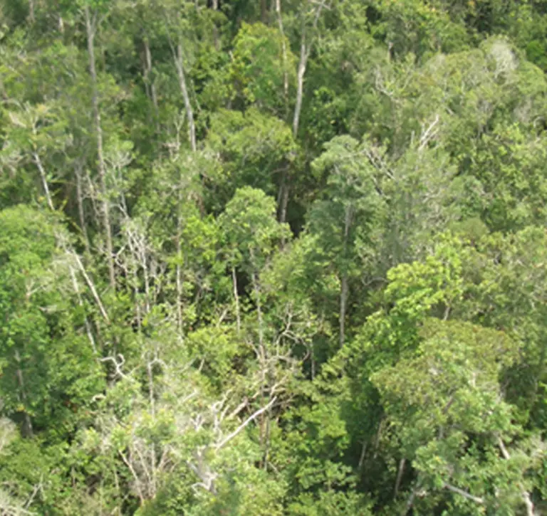 Peat swamp forest in Kalimantan