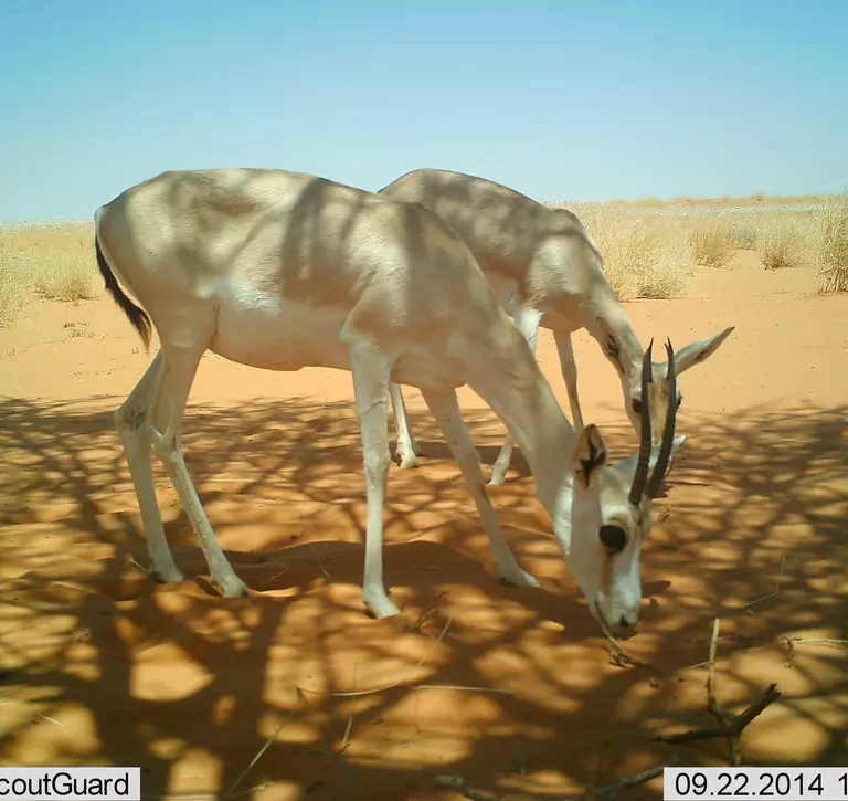 Two gazelle Saudi Arabia 
