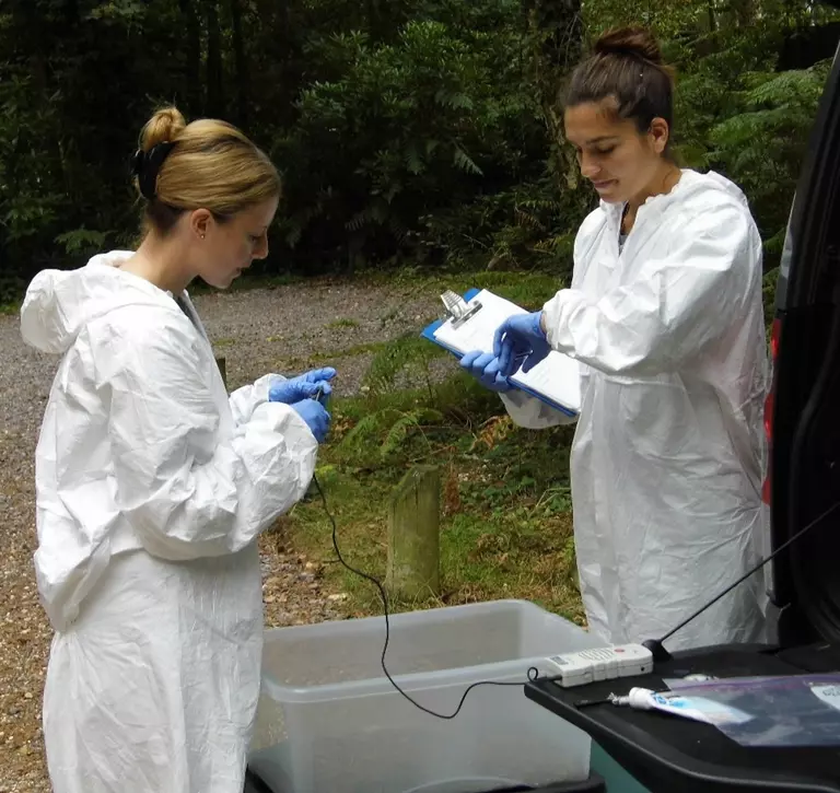 Examination of the heart of a sand lizard with a doppler probe in Dorset pre-release