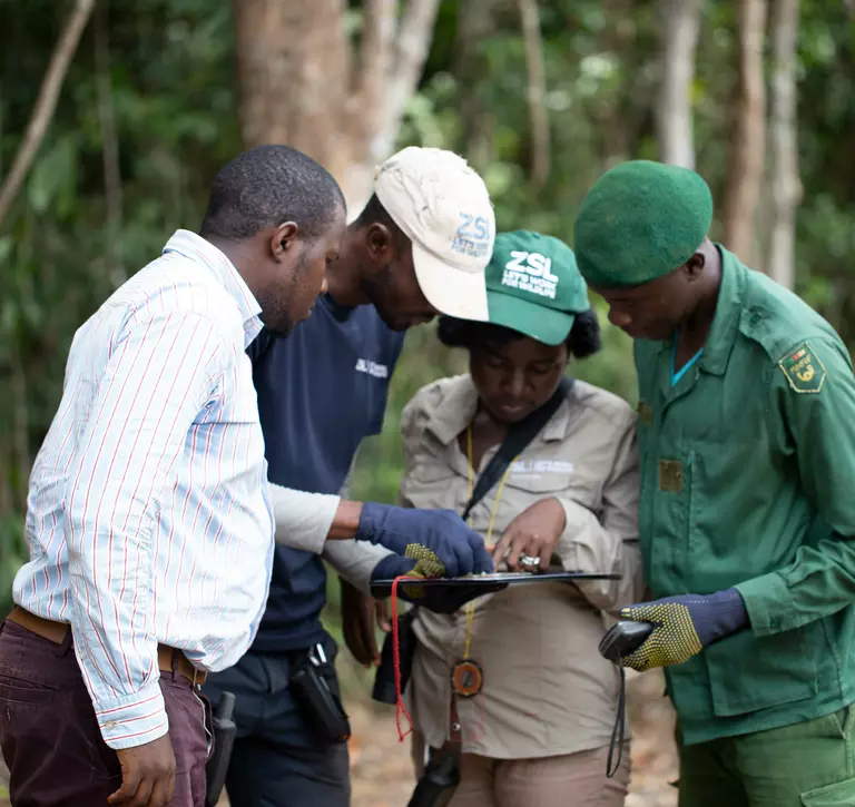 ZSL guard training in Cameroon Dja faunal reserve, one ZSL conservationist is looking over a clipboard with three others in a forest 
