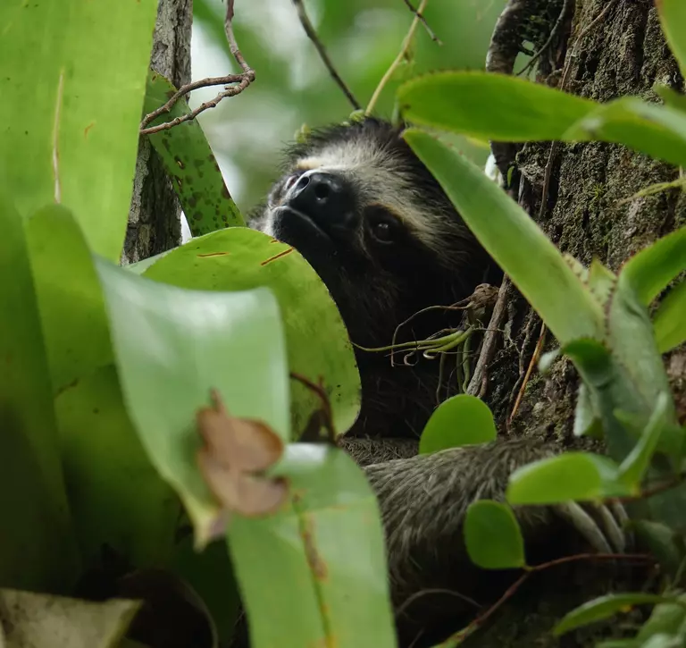 A three-toed pygmy sloth climbing a tree