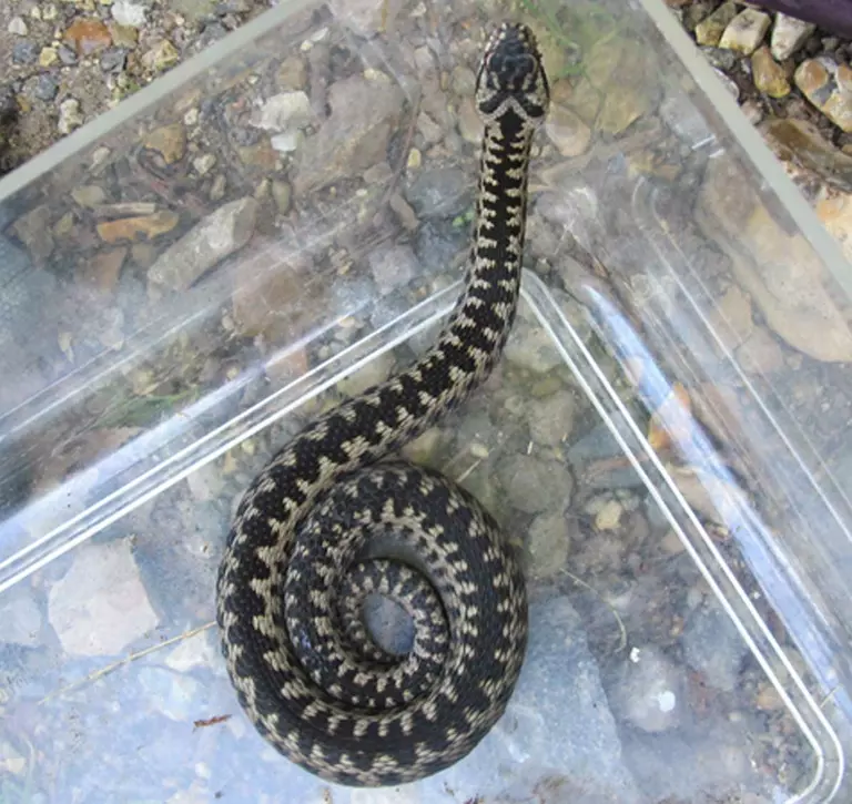 Adder from UK in a plastic box for monitoring