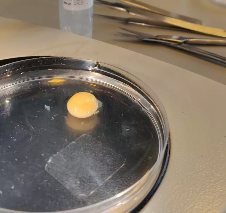 egg in petri dish