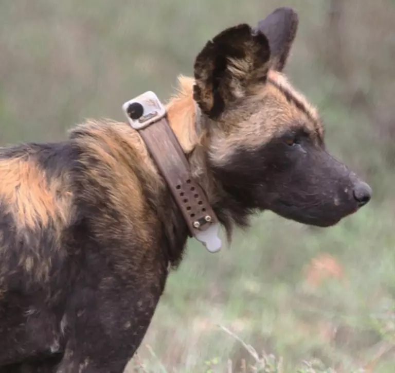 African wild dog with collar tag for monitoring 