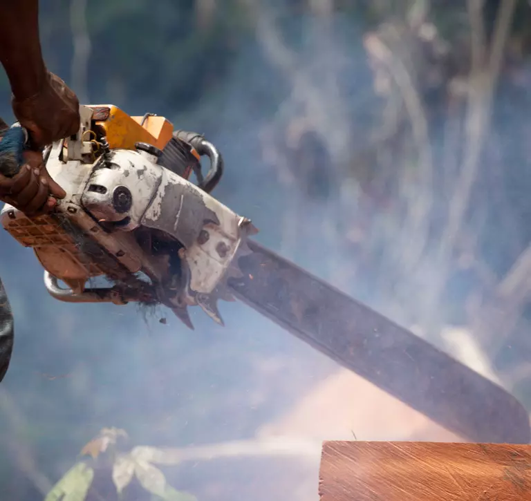 Chainsaw cutting wood in logging in Dja faunal reserve 