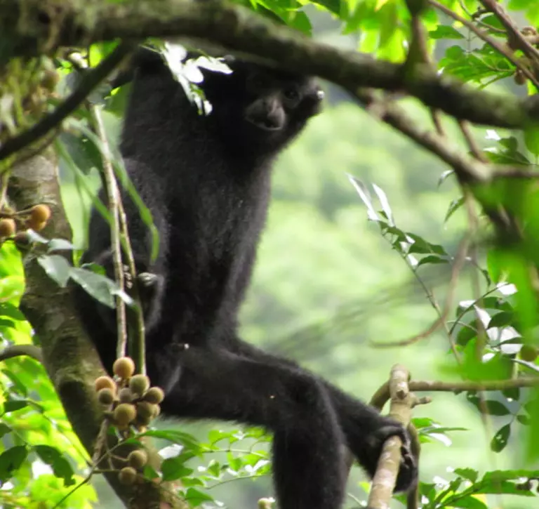 male gibbon in a tree