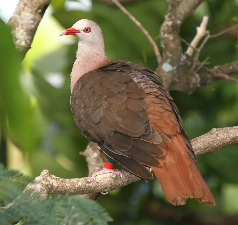 Pink pigeon sitting on a branch in Mauritius 