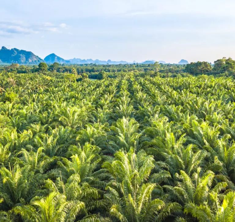 Endless palm oil plantation 