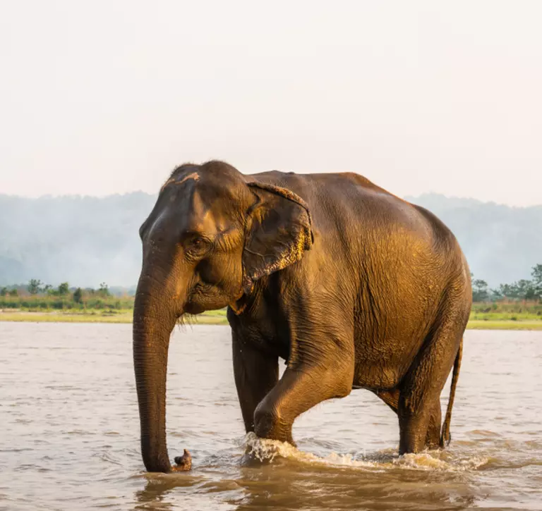 Asian elephant in water in Nepal