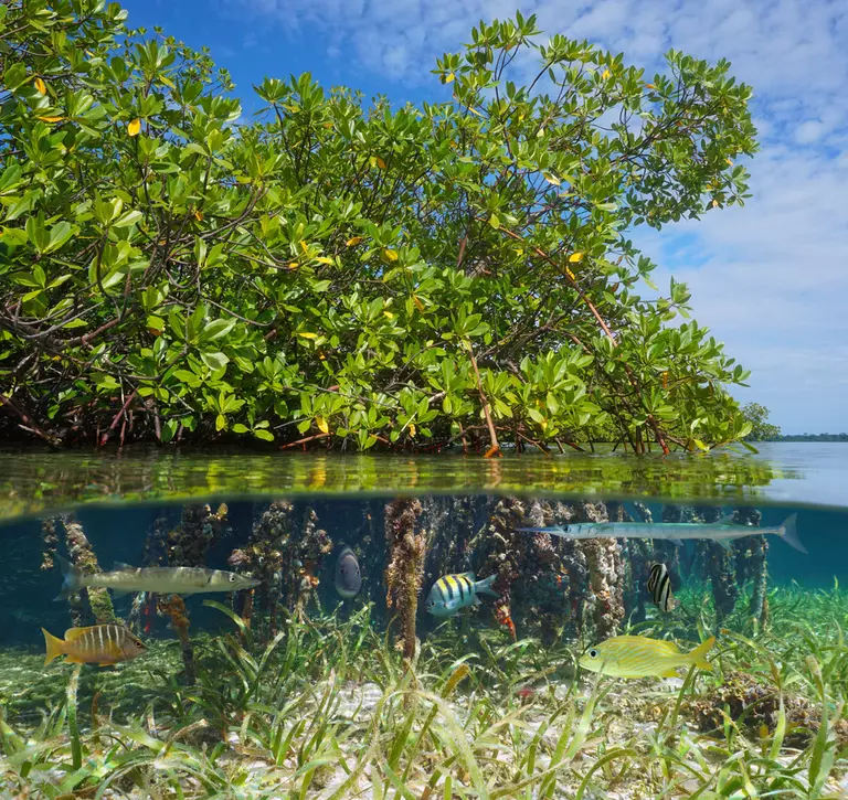 Fish underwater Mangrove forest 