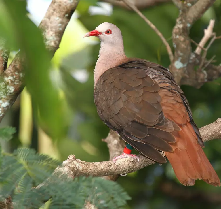 Pink pigeon perched on branch in Mauritius 