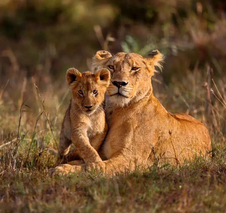 lion female with cub in wild