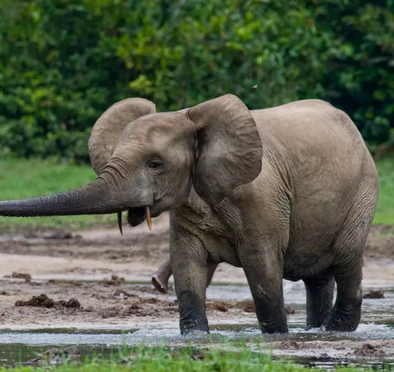 African forest elephant
