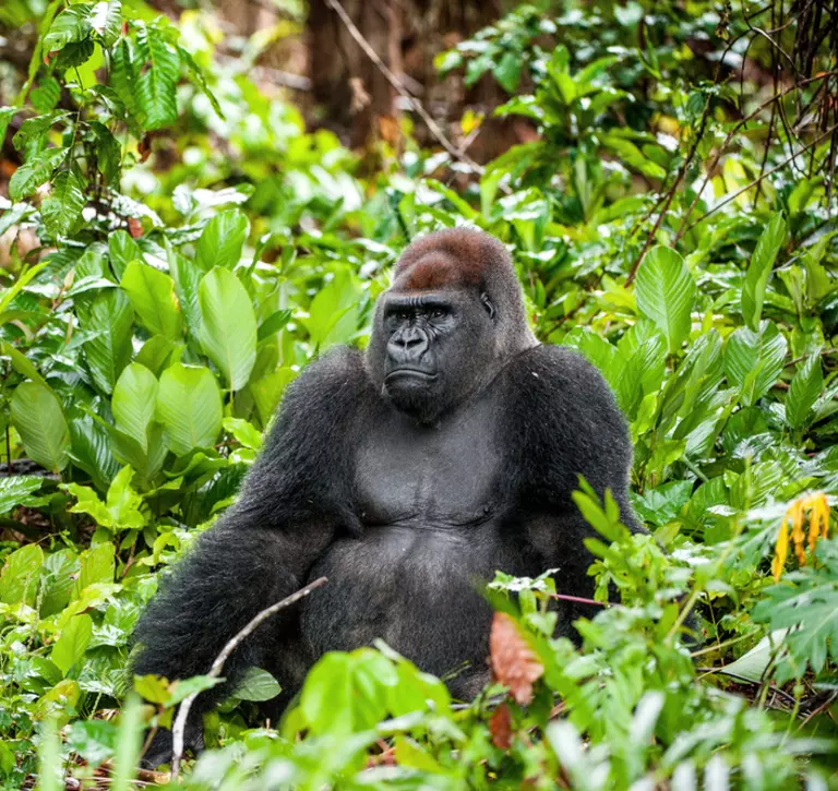 Western lowland gorilla 