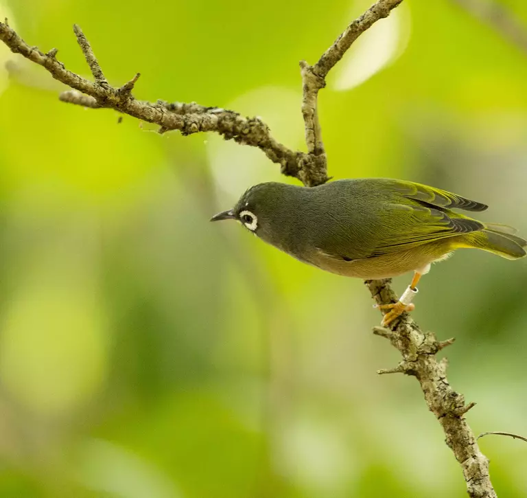 Olive white-eye bird