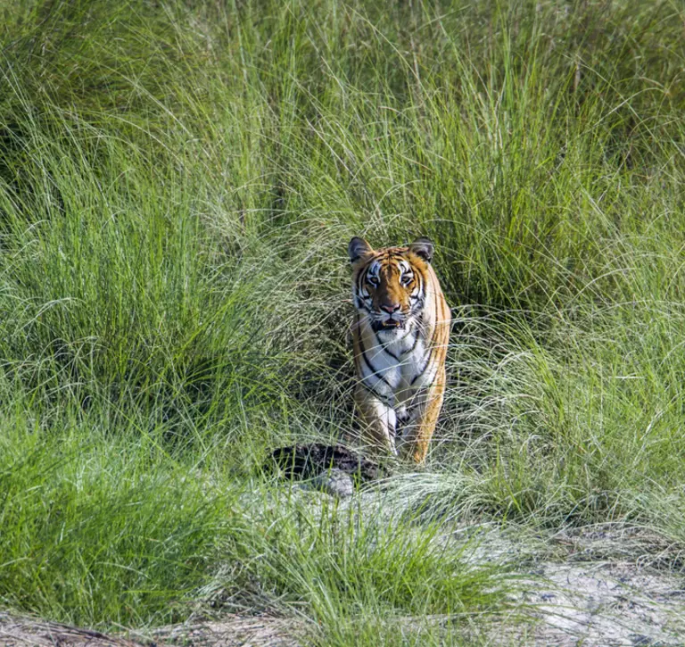 Bengal in grass in Nepal