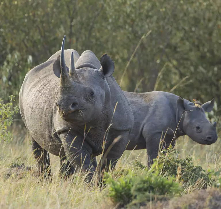 Baby black rhino calf with it's mother
