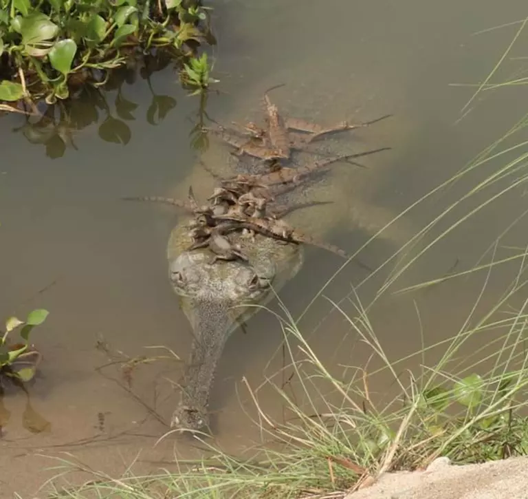 Gharial hatchlings hitching a ride