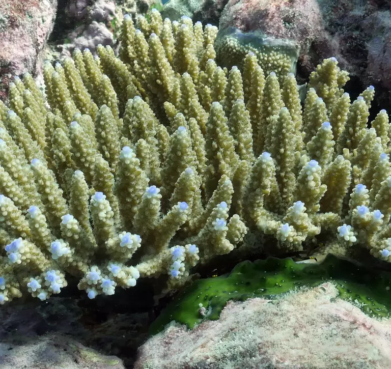 Indian ocean coral closeup