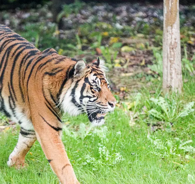 Sumatran tiger Asim at London Zoo