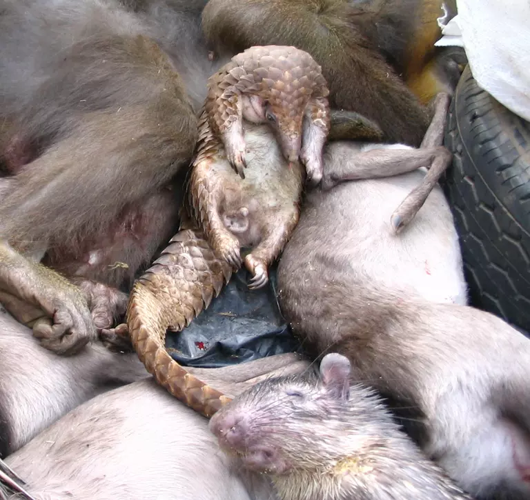 Animals used for bushmeat in a pile