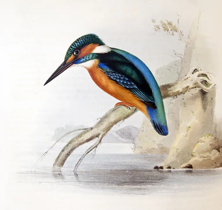 Kingfisher illustration