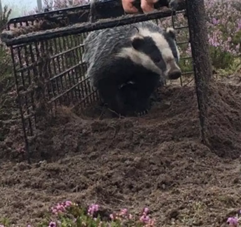 A badger being realeased having been vaccinated