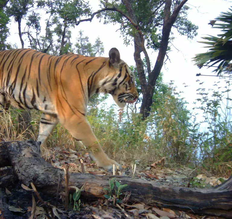 Camera trap image of a tiger
