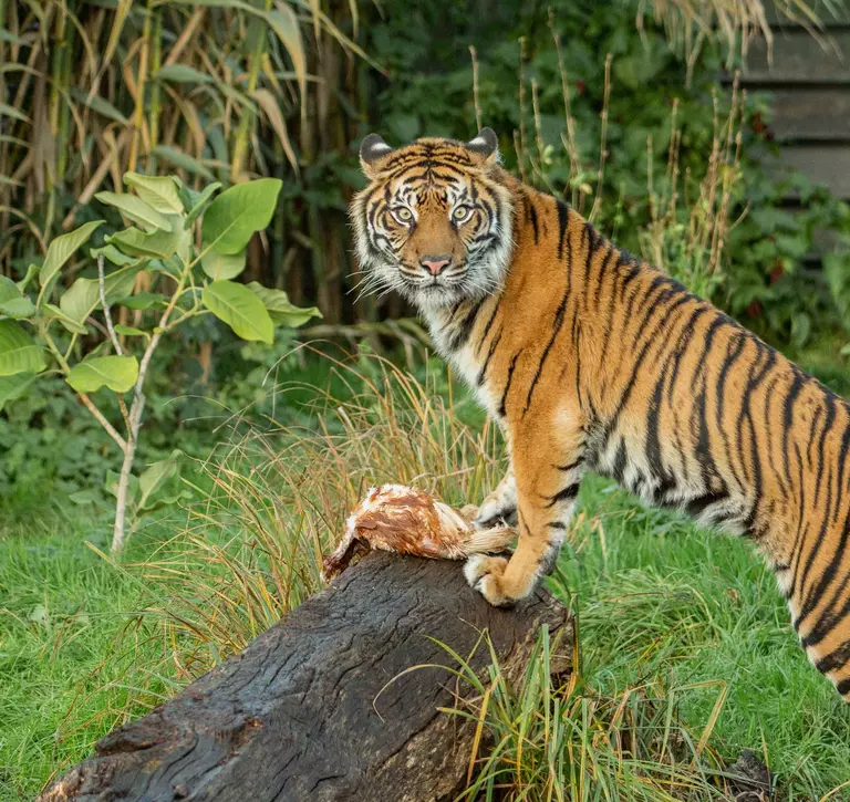 Gaysha Sumatran tiger stands on a log