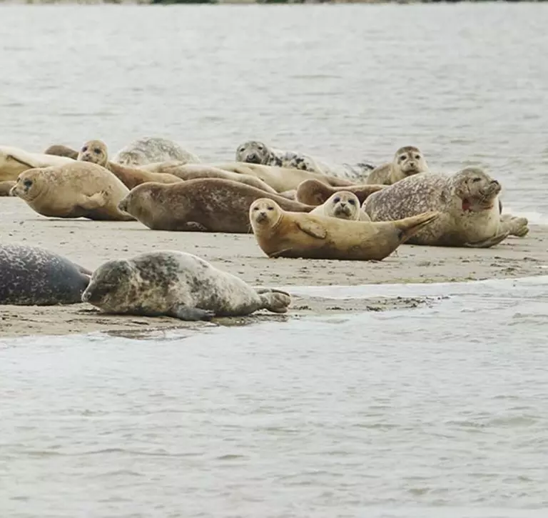 group of seals lying on land