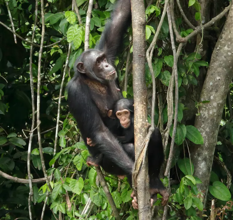 Two chimpanzees in a tree