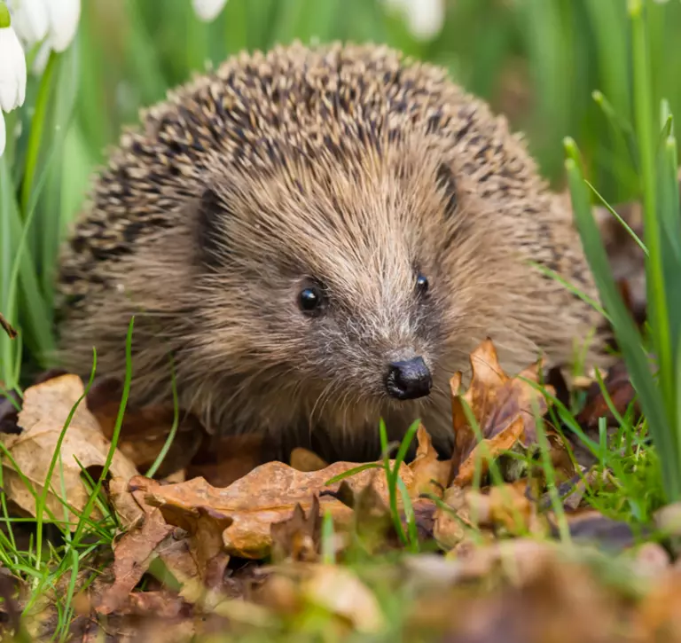 hedgehog in long grass