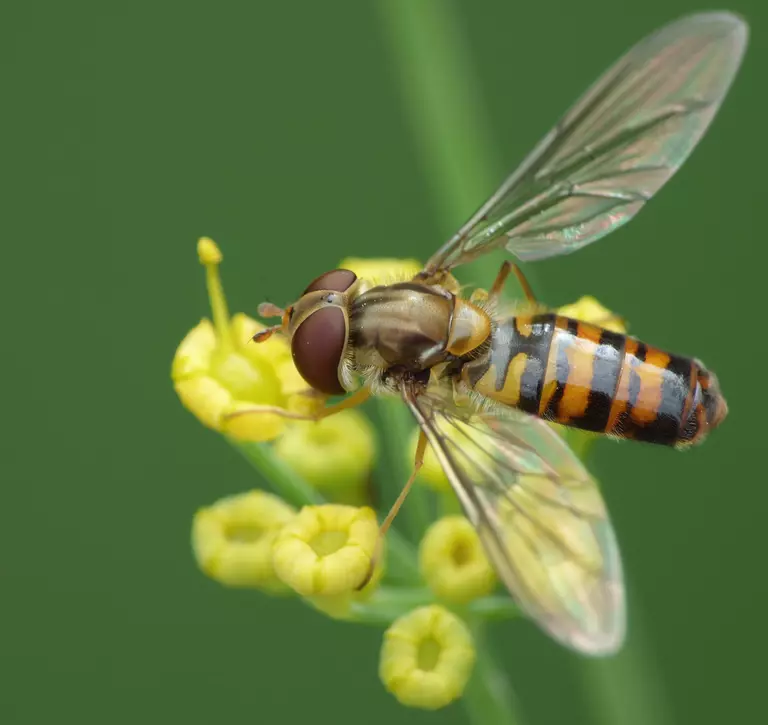 close up shot of a hoverfly collecting pollen from the garden