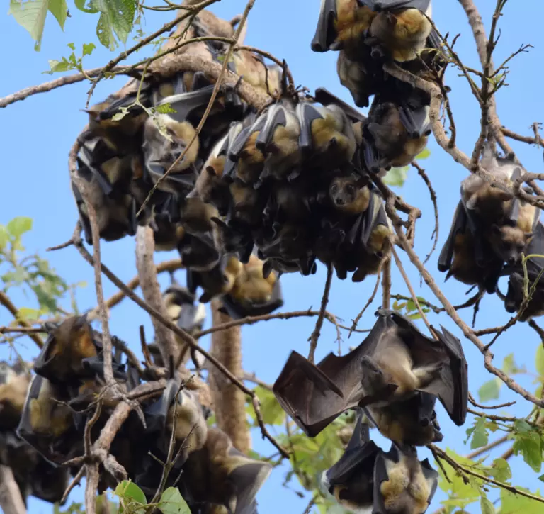 Straw coloured fruit bats in a tree