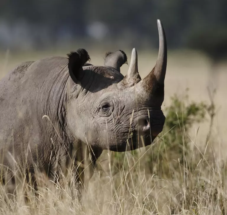 black rhino in grass closeup