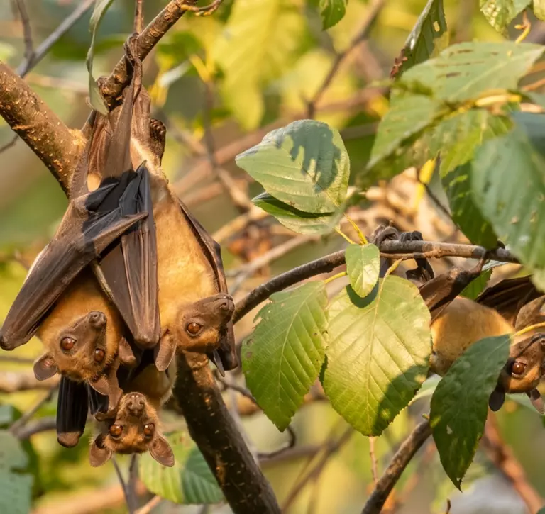 Straw coloured fruit bats hanging in tree