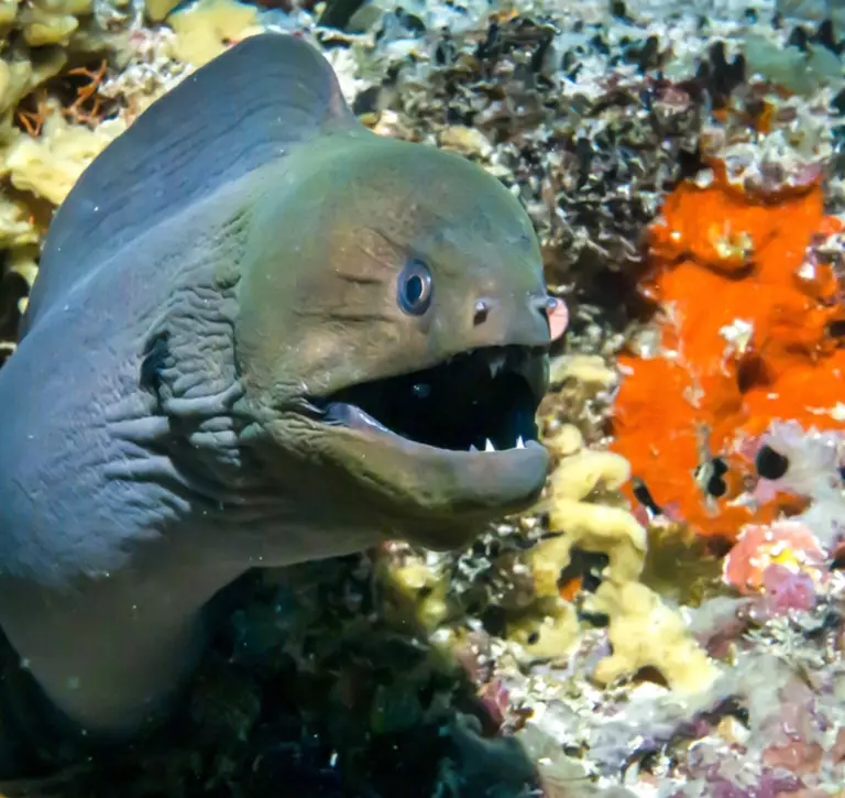 Underwater moray eel attack