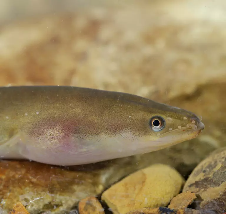 European eel underwater