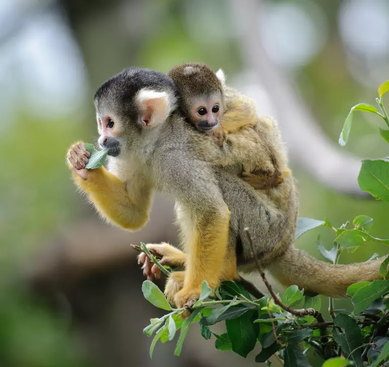 Black-capped squirrel monkey sitting on tree branch with its baby on its back with forest in background