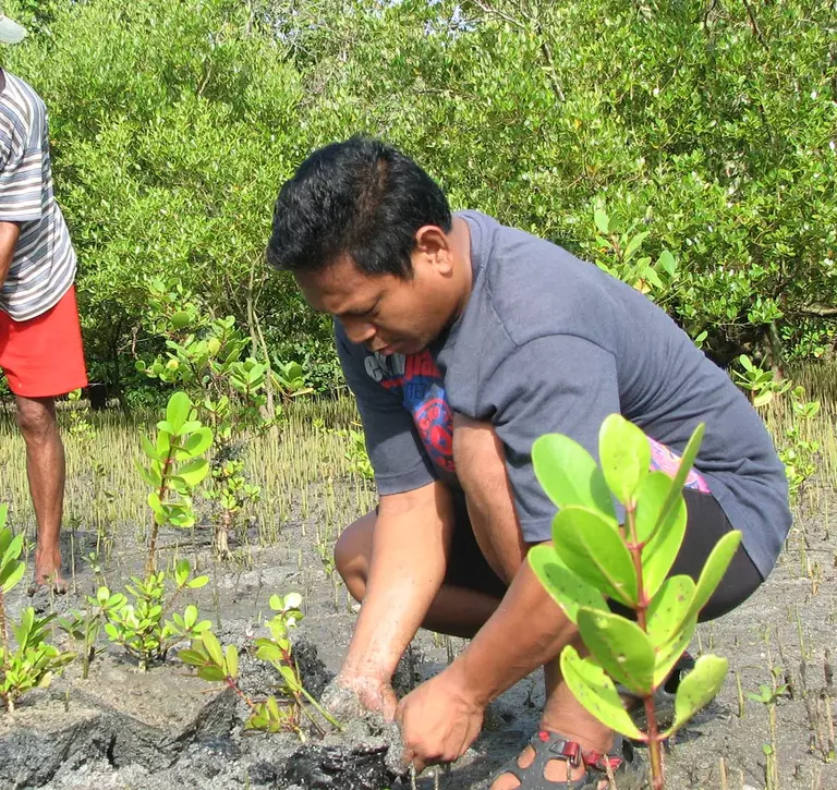 mangrove fieldwork volunteer